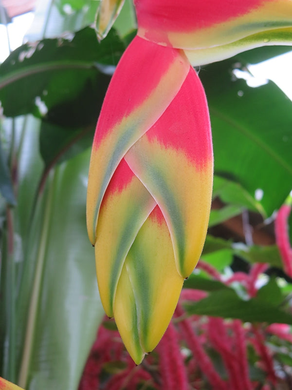 Hanging Lobster Claw (Heliconia rostrata)