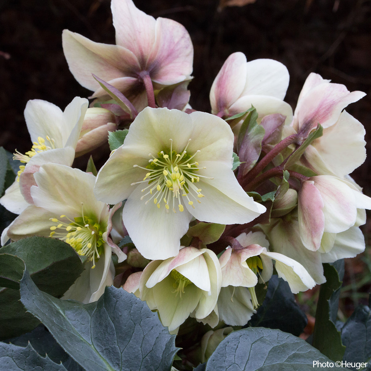 Helleborus Gold Collection® ‘Champion’ PP (Helleborus x ericsmithii hybrid)