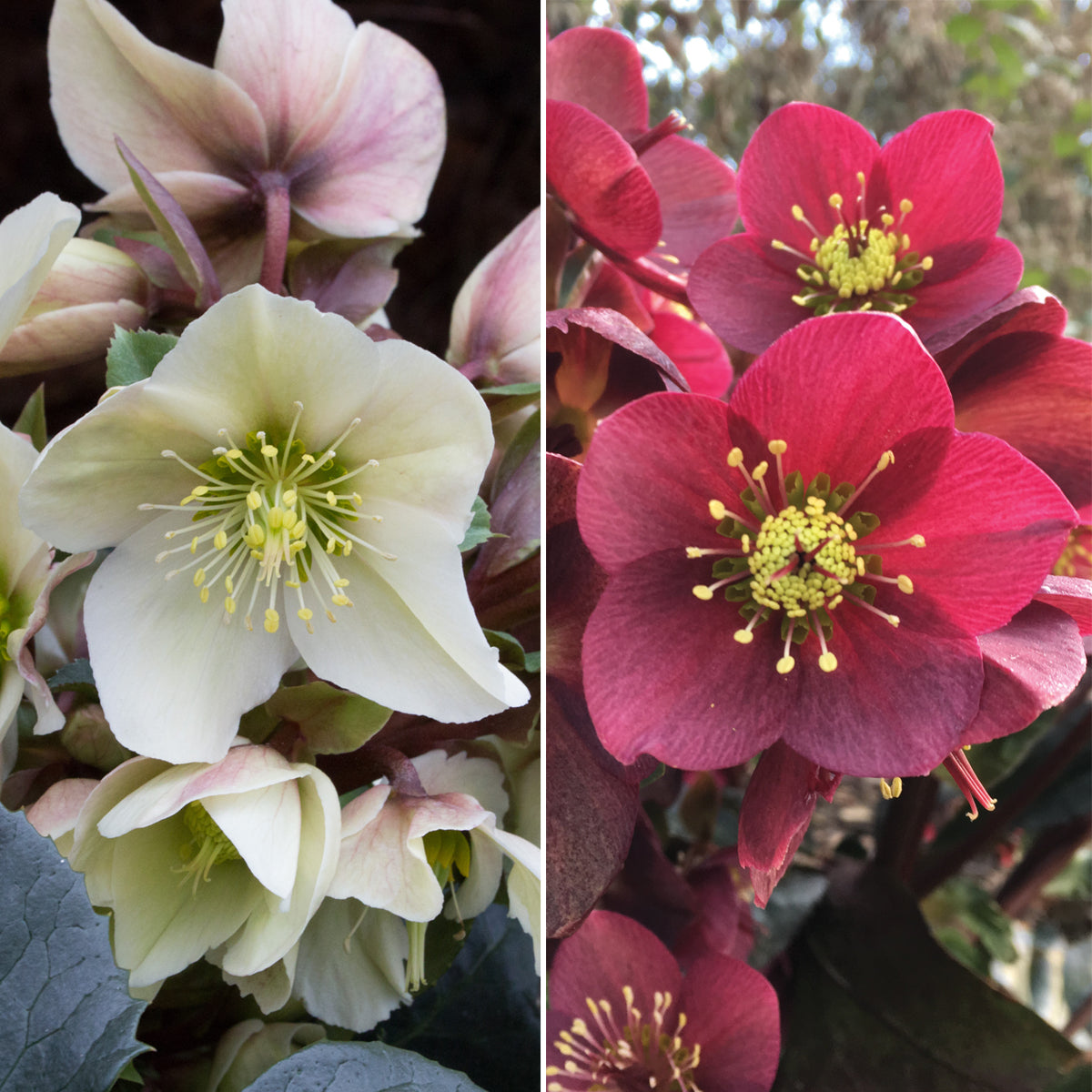 Helleborus Gold Collection Surprise