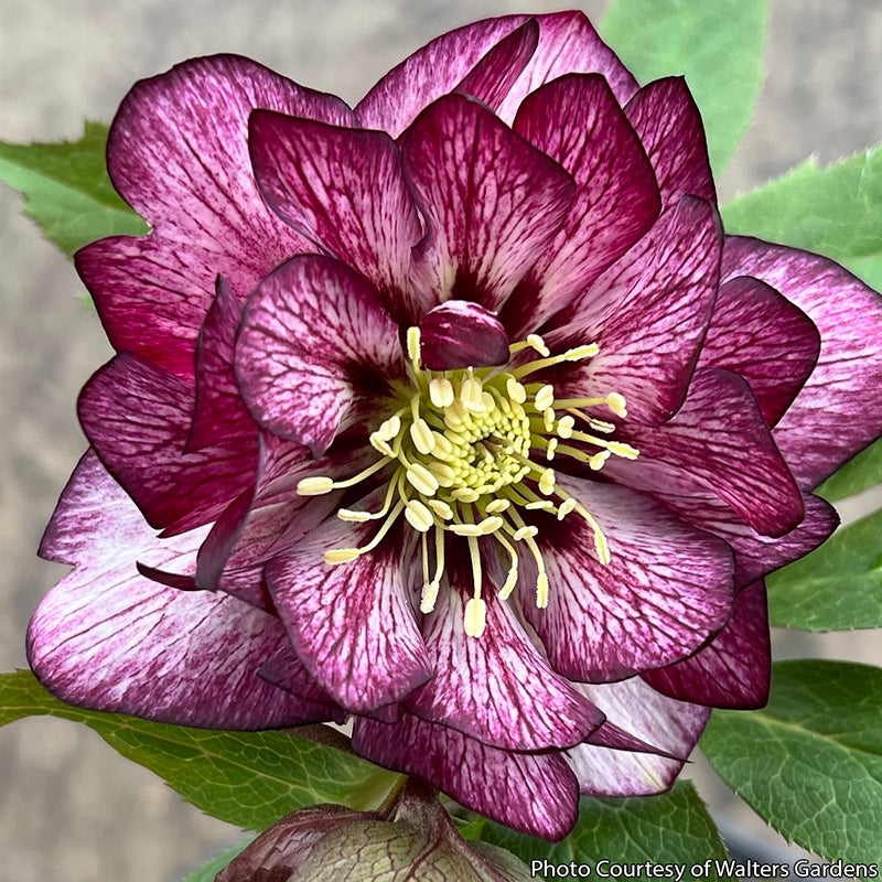 Helleborus Wedding Party® ‘Whirlwind Romance’