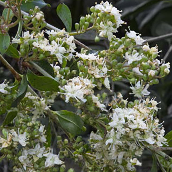 Henna (Lawsonia inermis)