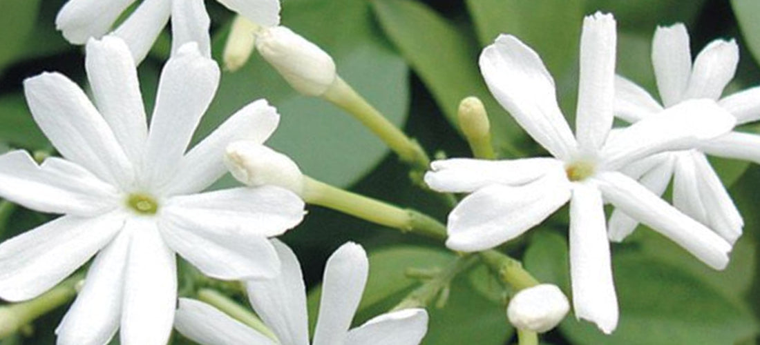 Azores Jasmine plant for sale