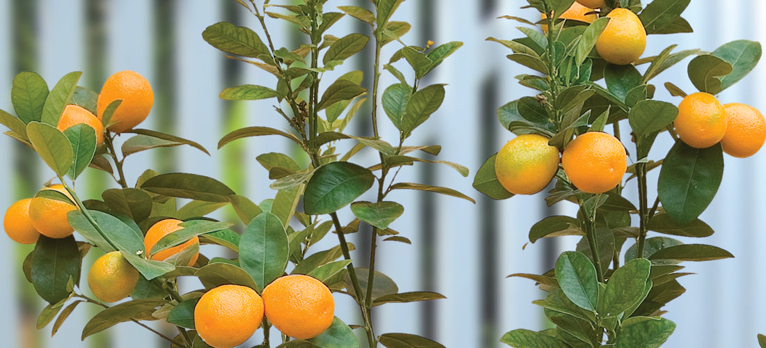 Changshou Kumquat Tree for sale