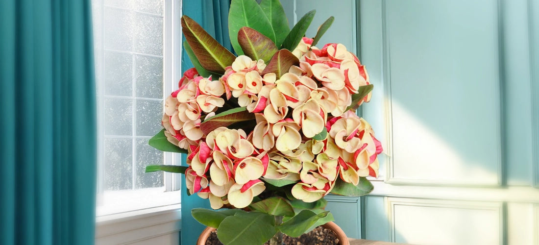 Crown of Thorns 'Morning Star' - potted plant for sale