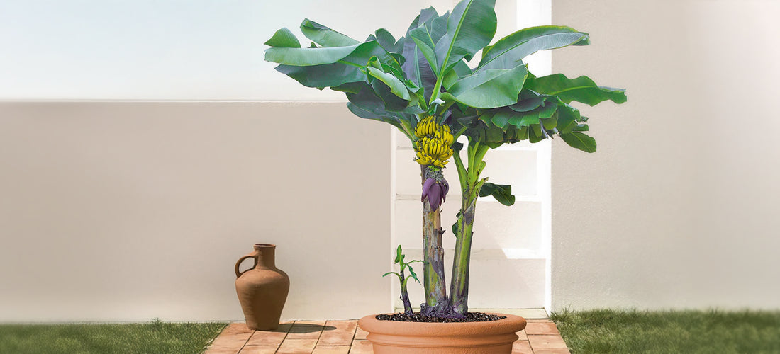 Banana Dwarf Lady Finger - edible banana plant for sale