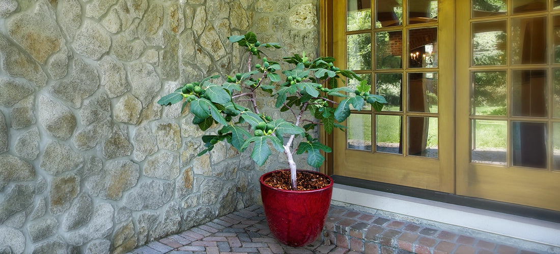 Fig 'Fignomenal' - potted plant for sale
