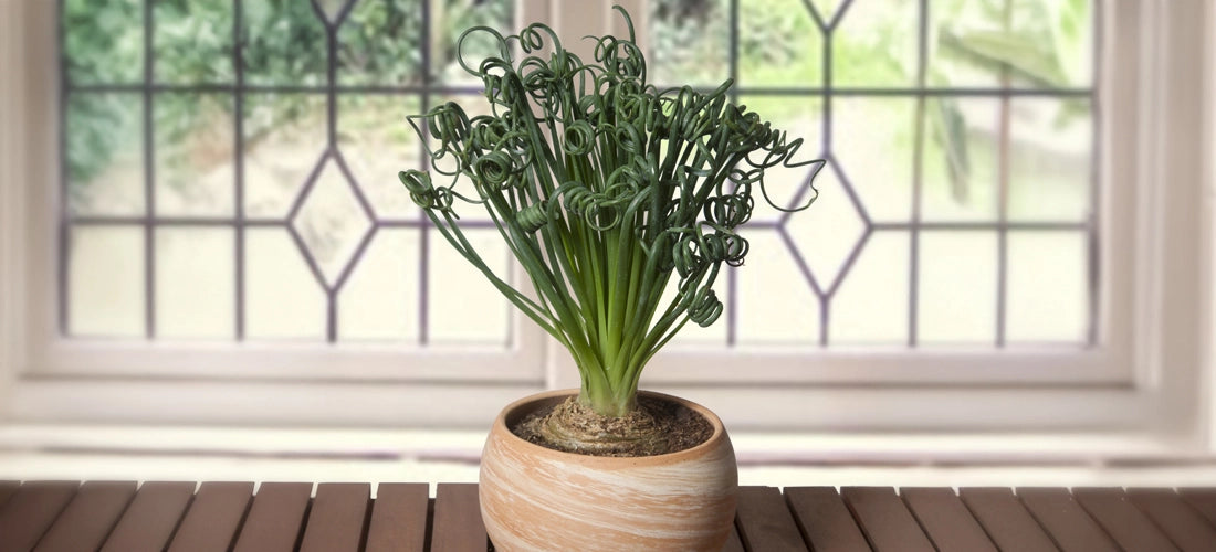 Albuca 'Frizzle Sizzle' - Potted Plants for Sale