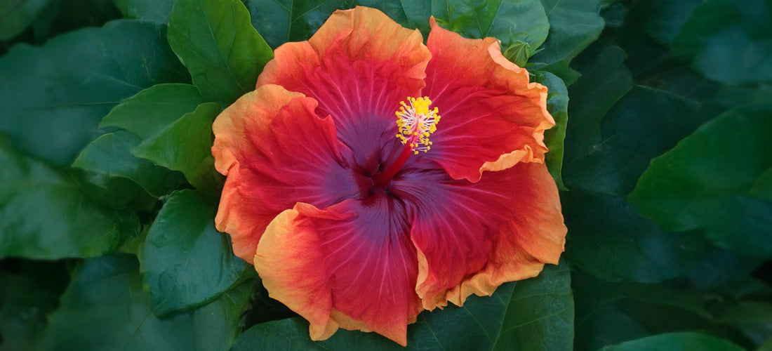 Hibiscus Imperial Dragon exotic tropical blooming plant for sale