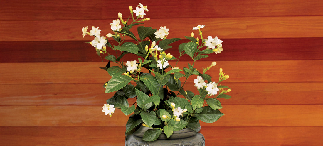 Jasmine Maid of Orleans Tea Jasmine and Perfume Jasmine plant for sale