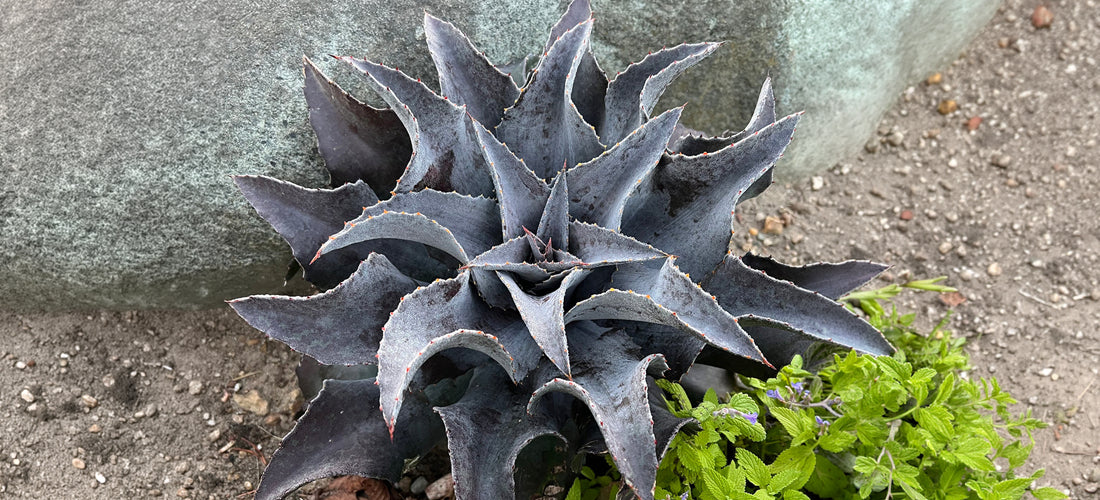 Mangave Night Owl dark succulent in sandy soil in front of a rock