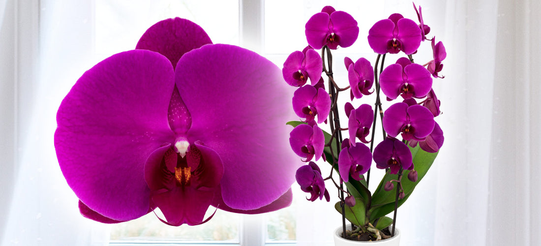 Phalaenopsis Orchid 'Freeride' for sale