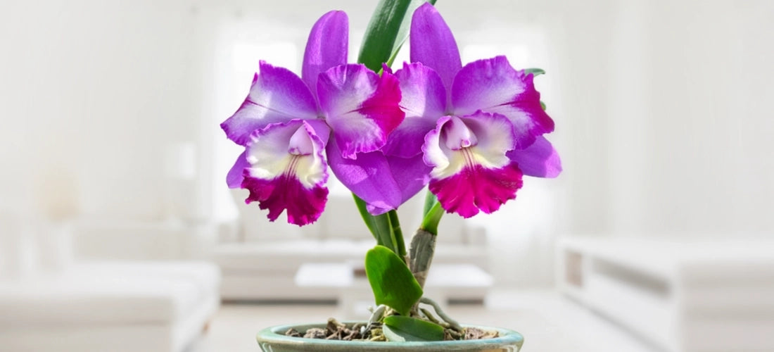 Lc. Orchid Mari’s Love ‘Taka’ - potted plant for sale