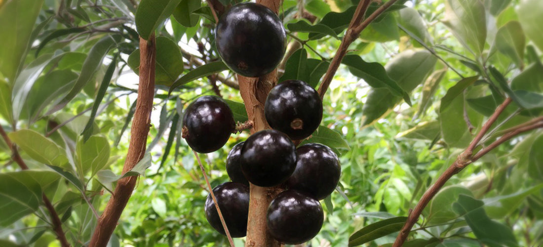 Jaboticaba tree with round shiny fruits