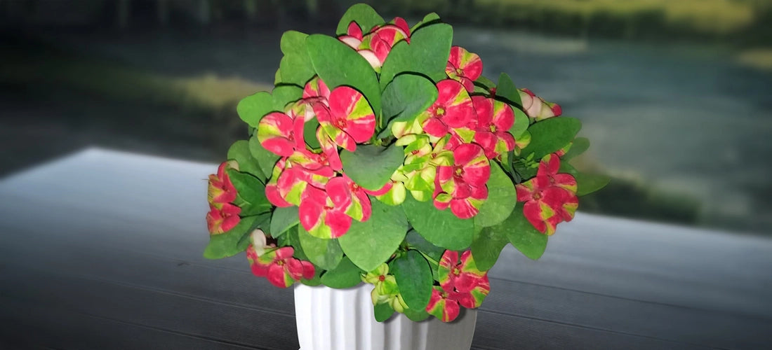 Crown of Thorns 'Red Butterfly' - Potted Plants for Sale