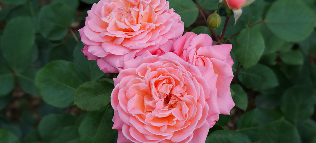 Rose Reminiscent Coral plant for sale