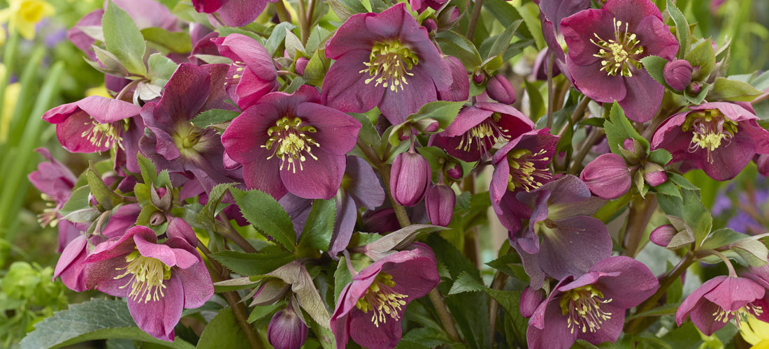 Helleborus Spring Sparkle Red - hardy flowering perennial for sale