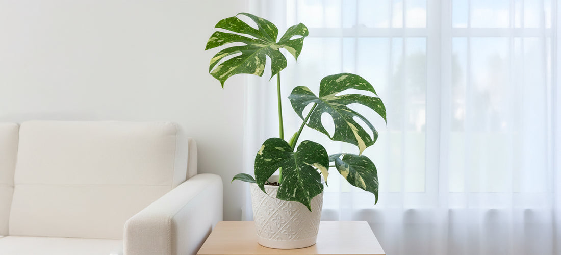 Monstera Thai Constellation - rare variegated aroid plant for sale