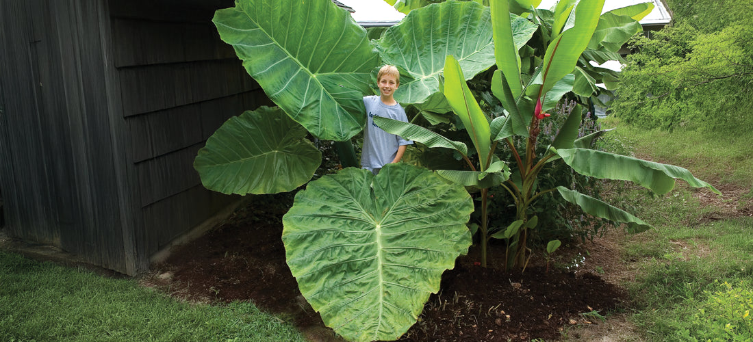 Elephant Ear 'Thai Giant' colossal garden statement plant for sale