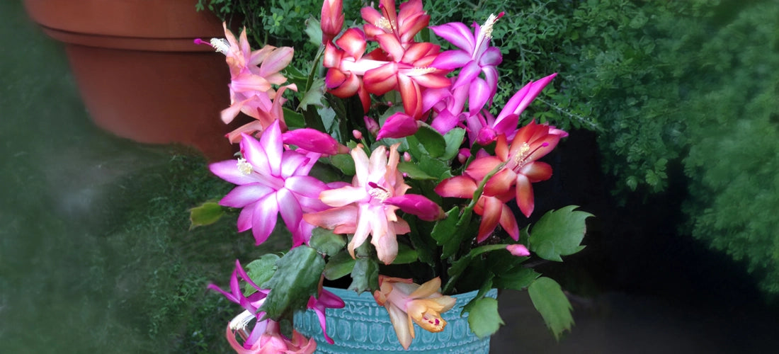 Trio of Holiday Cactus - Potted Plants for Sale