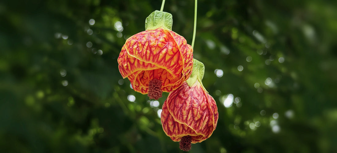 Abutilon 'Red Tiger' for sale