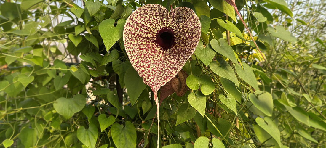 Pelican Flower rare aristolochia plant for sale