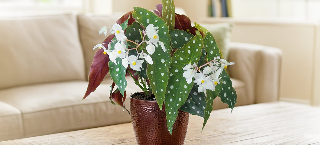 Begonia ‘Wightii’ for sale