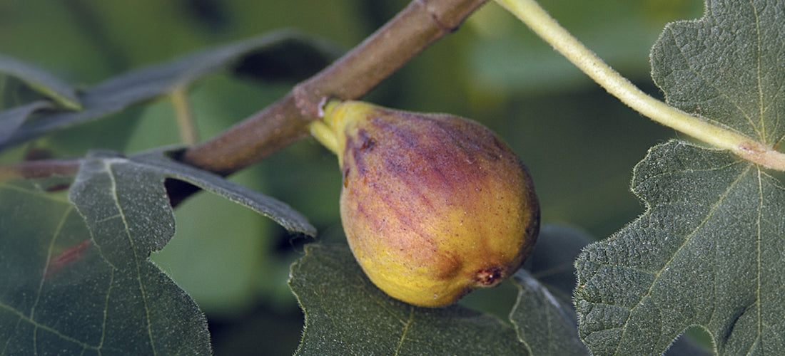 Fig Tree ‘Chicago Hardy’ for sale