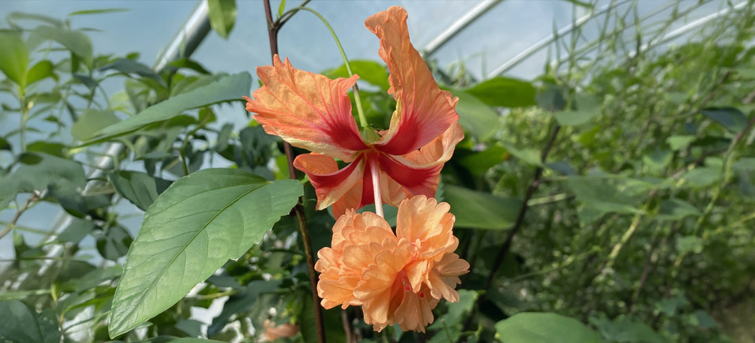 Hibiscus El Capitolio Orange rare unique Hibiscus plant for sale