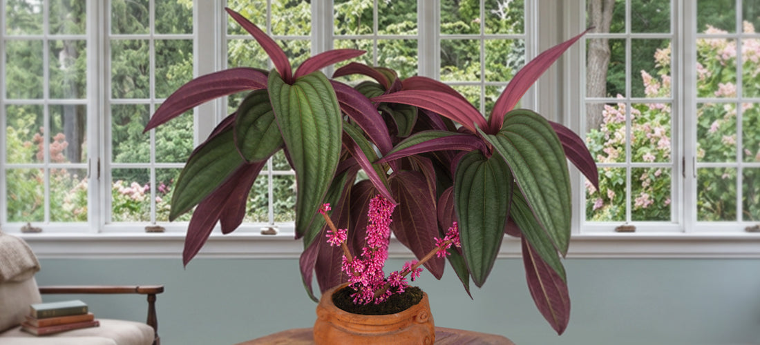 Medinilla ‘Gregori Hambali’ for sale