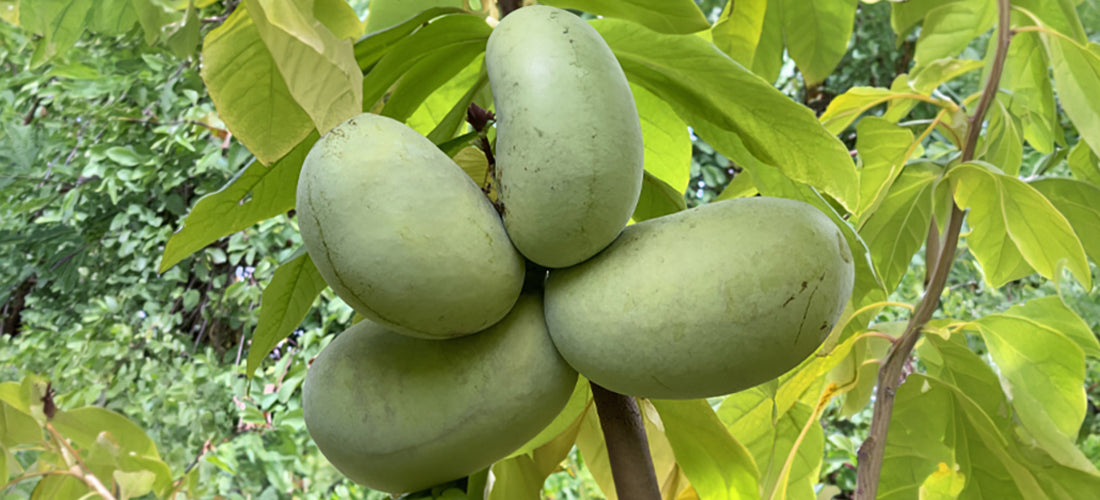 Paw Paw Tree Set Shenandoah™ & KSU Atwood™