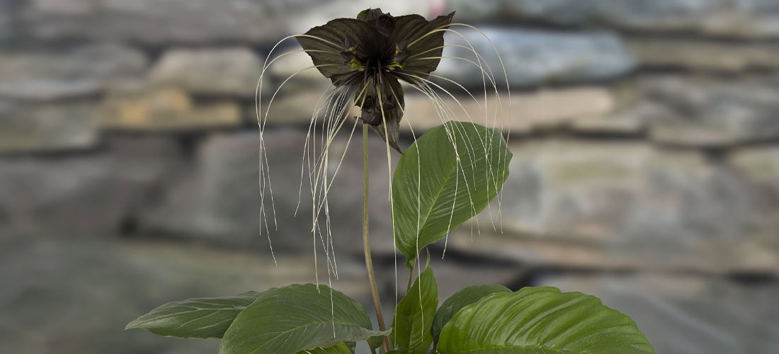 Black Bat Flower plant for sale