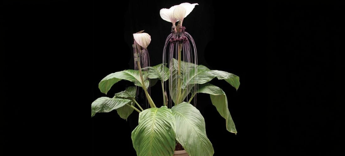 White Bat Flower with exotic white blooms and long tendrils, and large glossy green leaves