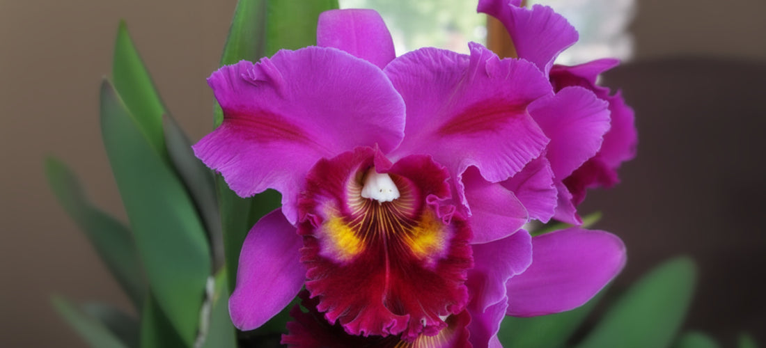 Rlc. Orchid Marsha T. Tsuruda 'Volcano Queen'