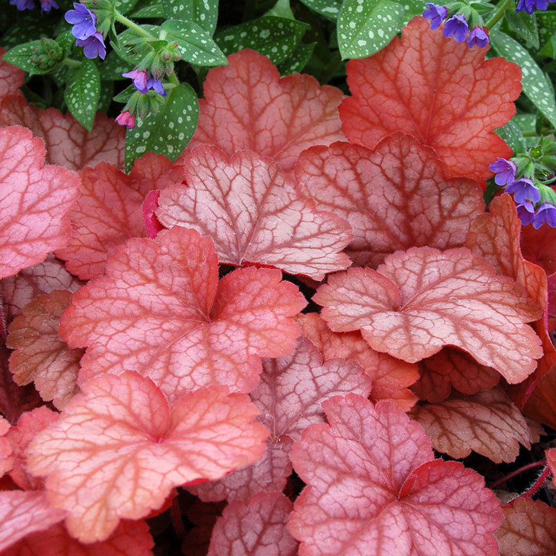 Logee's Heuchera Georgia Peach