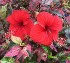 Hibiscus ‘Cooperii’ (Hibiscus rosa-sinensis cooperii)