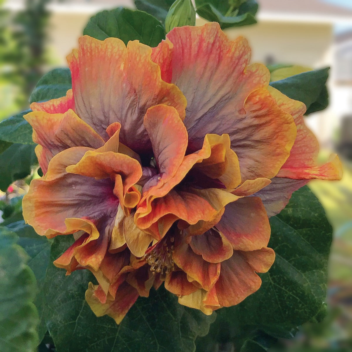 Hibiscus ‘Crown Jellyfish’ (Hibiscus rosa-sinensis hybrid)