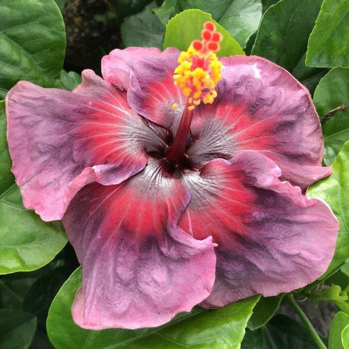 Hibiscus ‘Kade Archer’ (Hibiscus rosa-sinensis hybrid)