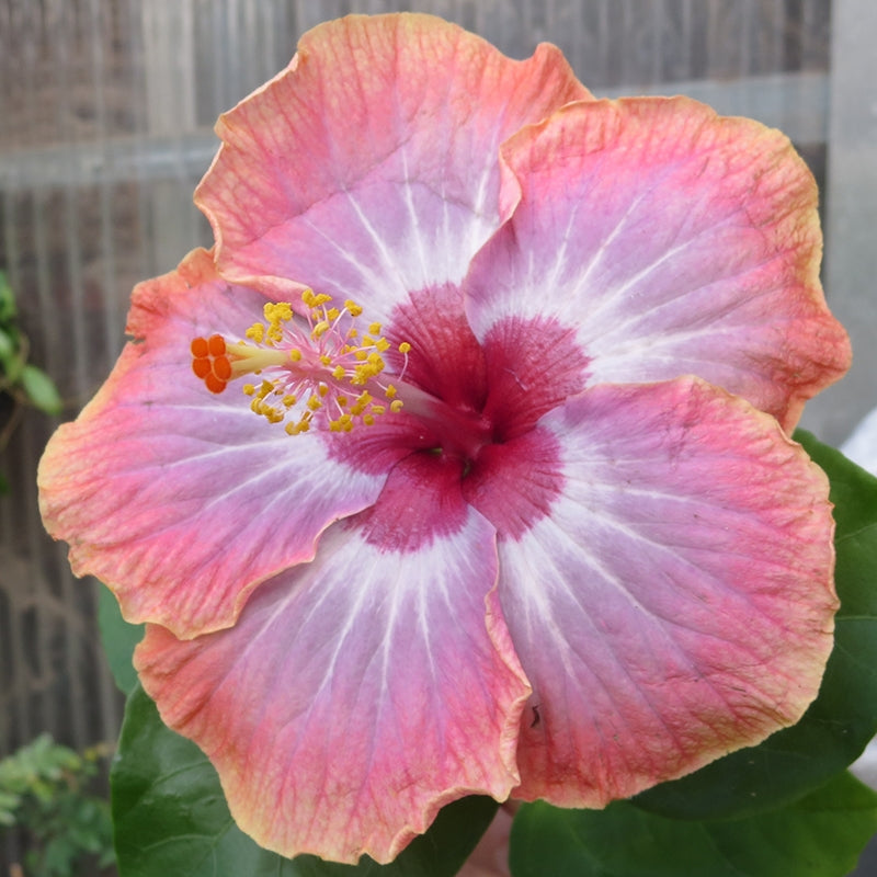 Hibiscus ‘Rumrunner’ (Hibiscus rosa-sinensis hybrid)