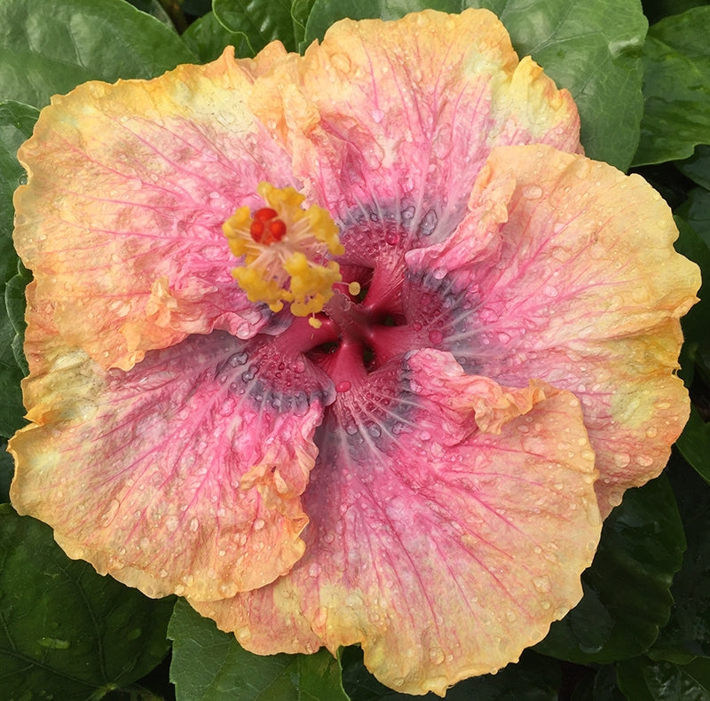 Hibiscus ‘Sonny’s Passion’ (Hibiscus rosa-sinensis hybrid)