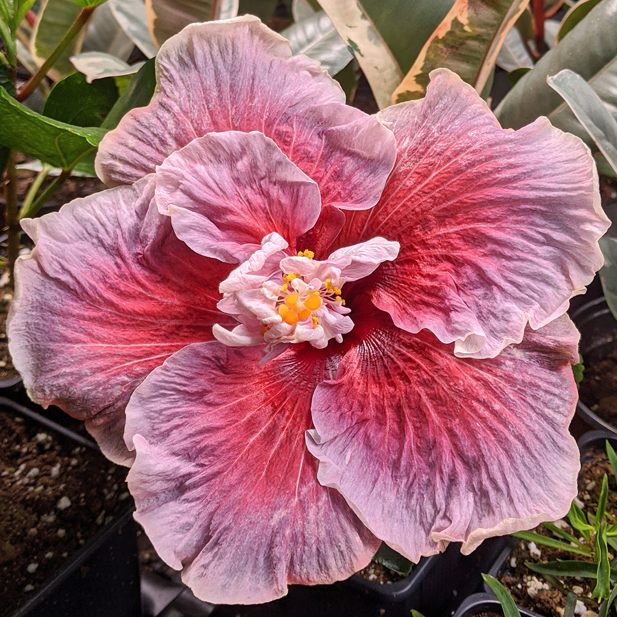 Hibiscus ‘Tahitian Trace Vermont’ (Hibiscus rosa-sinensis hybrid)