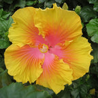 Hibiscus ‘The Path’ (Hibiscus sinensis)