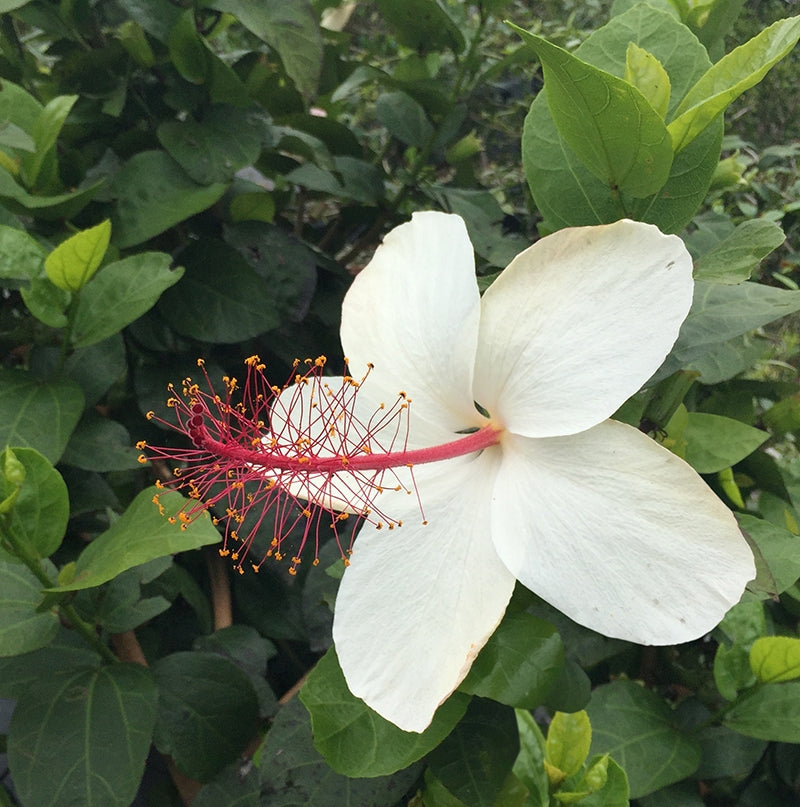 Fragrant White Hibiscus  (Hibiscus arnottianus ssp arnottianus)