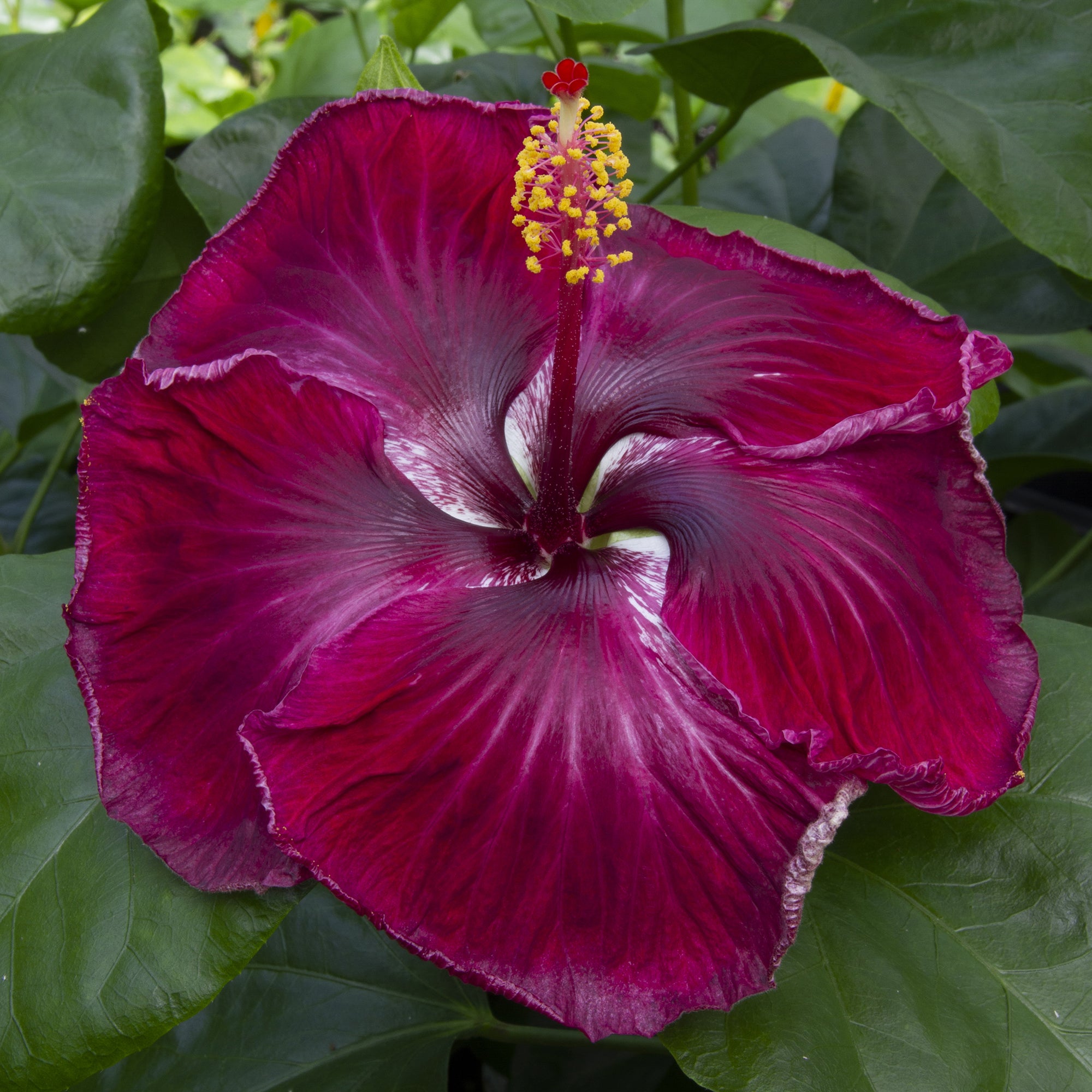 Hibiscus ‘Black Dragon’ (Hibiscus rosa-sinensis hybrid)