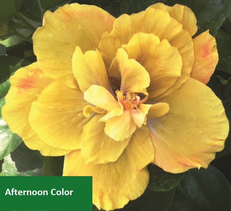 Hibiscus ‘Chartreuse Rose’ (Hibiscus rosa-sinensis)