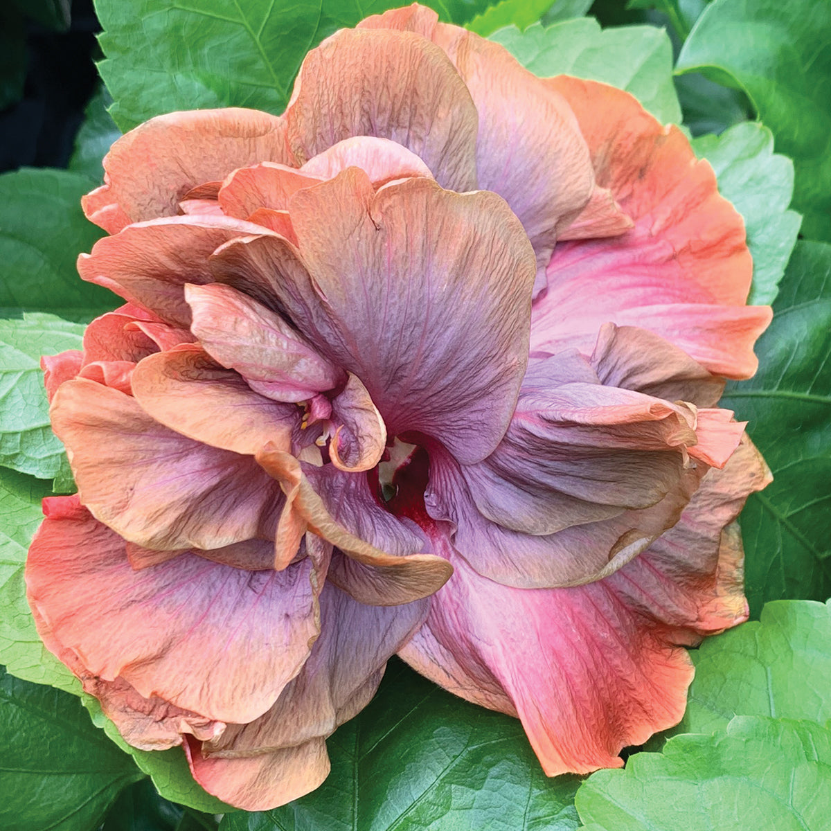 Hibiscus ‘Cocoa Royale’ (Hibiscus rosa-sinensis hybrid)