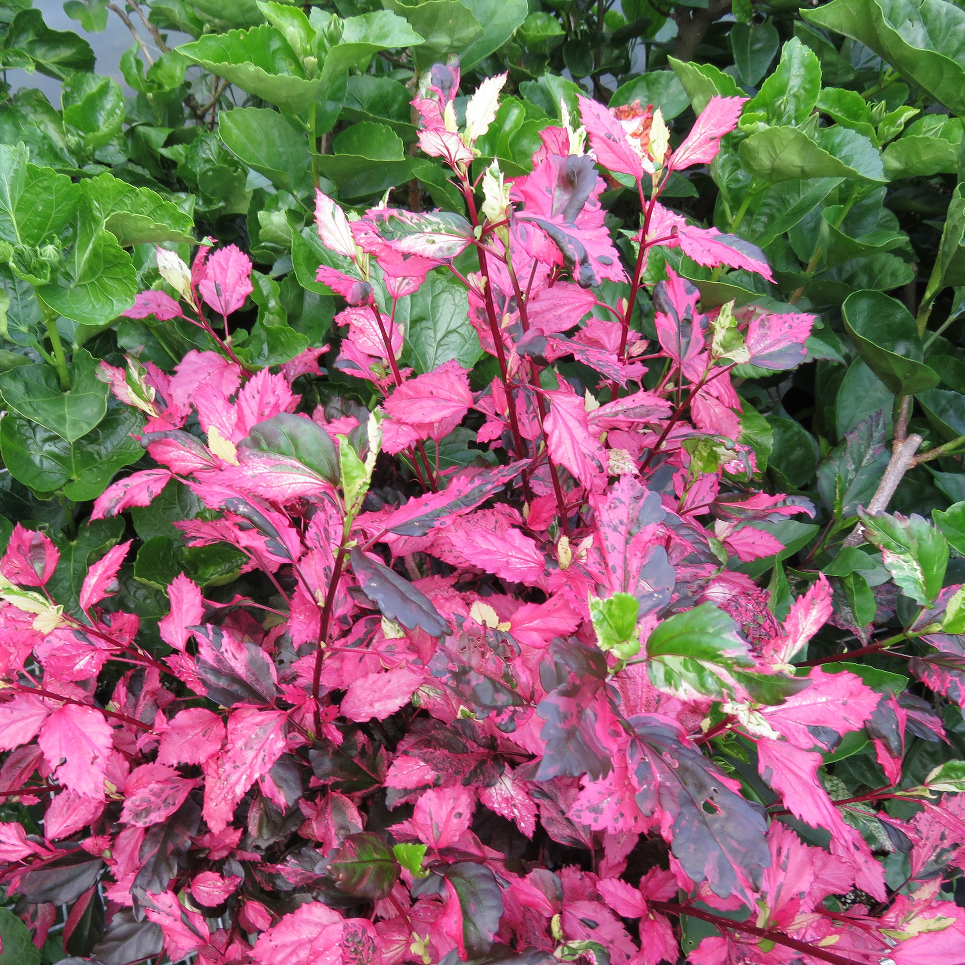 Hibiscus ‘Cooperii’ (Hibiscus rosa-sinensis cooperii)