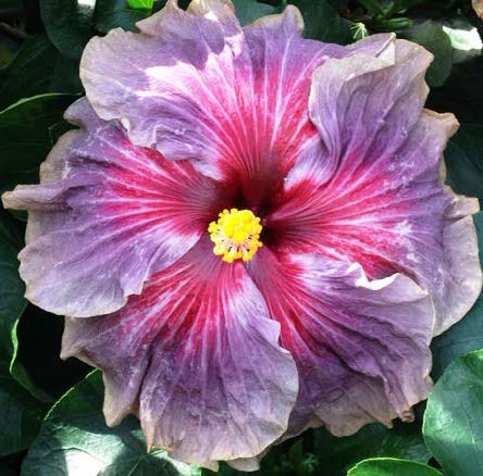 Hibiscus ‘Delta Dawn’ (Hibiscus rosa- sinensis hybrid)