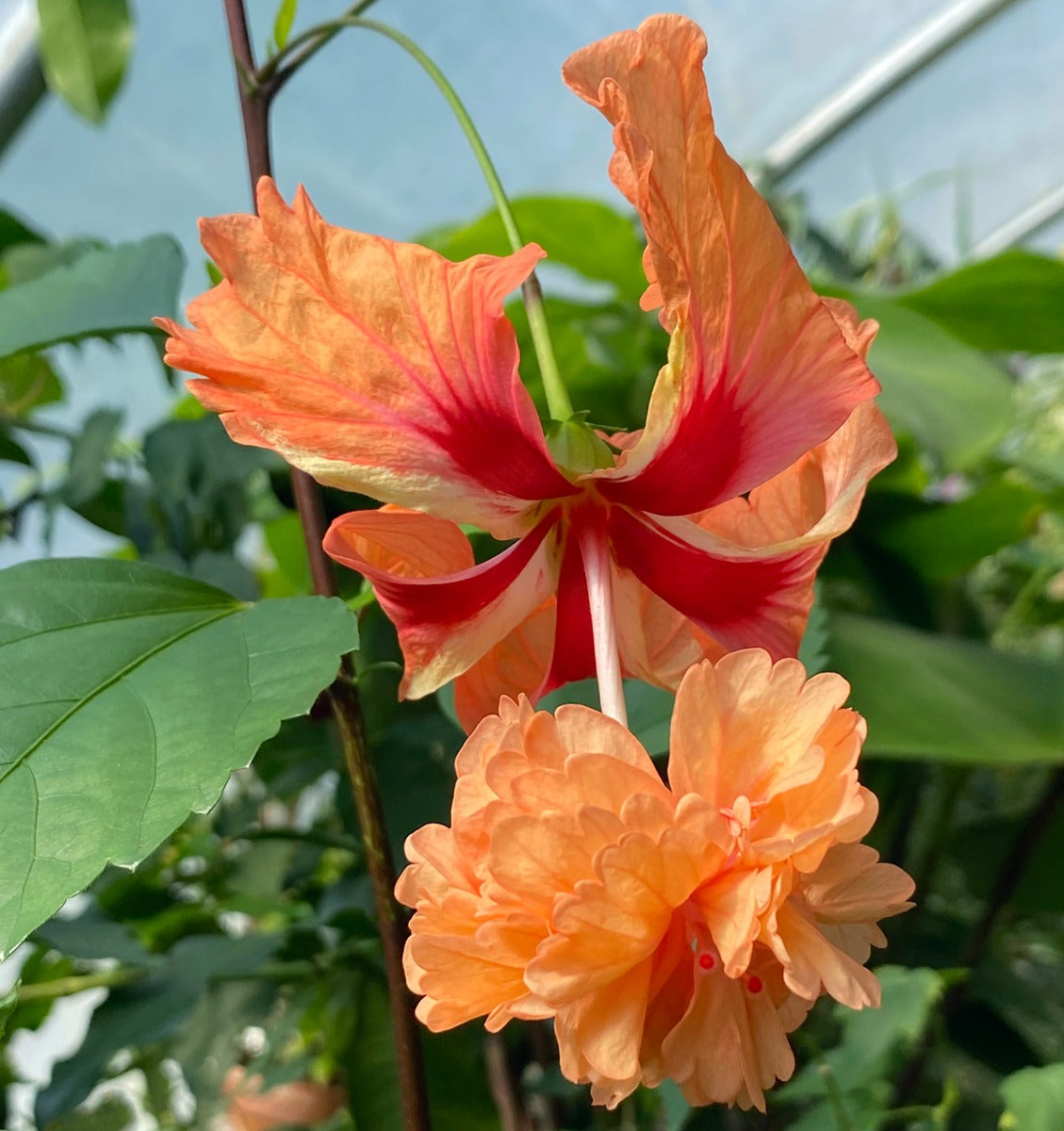 Hibiscus ‘El Capitolio Orange’ (Hibiscus hybrid)