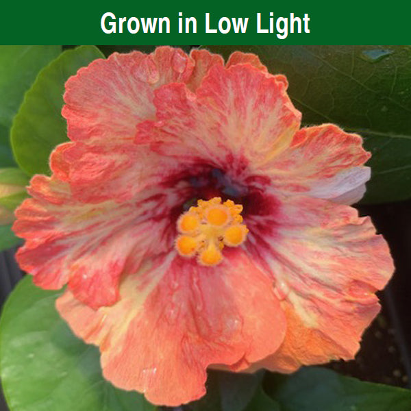 Hibiscus ‘Frosted Lipstick’ (Hibiscus rosa-sinensis hybrid)