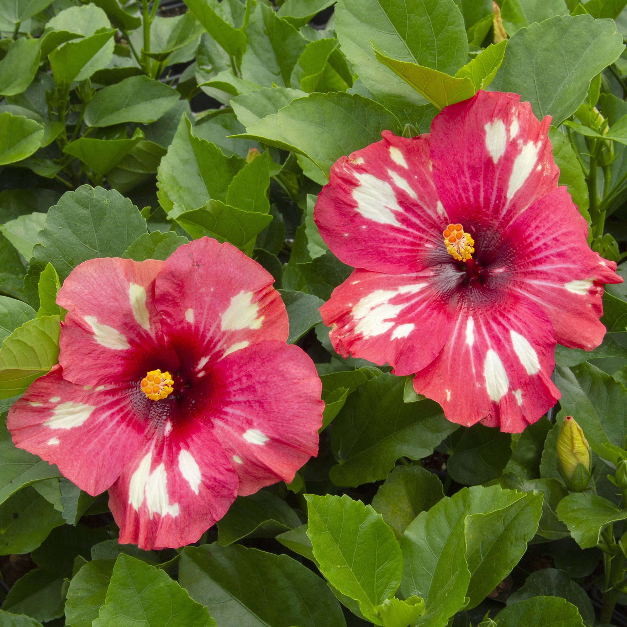Hibiscus ‘Frosted Lipstick’ (Hibiscus rosa-sinensis hybrid)